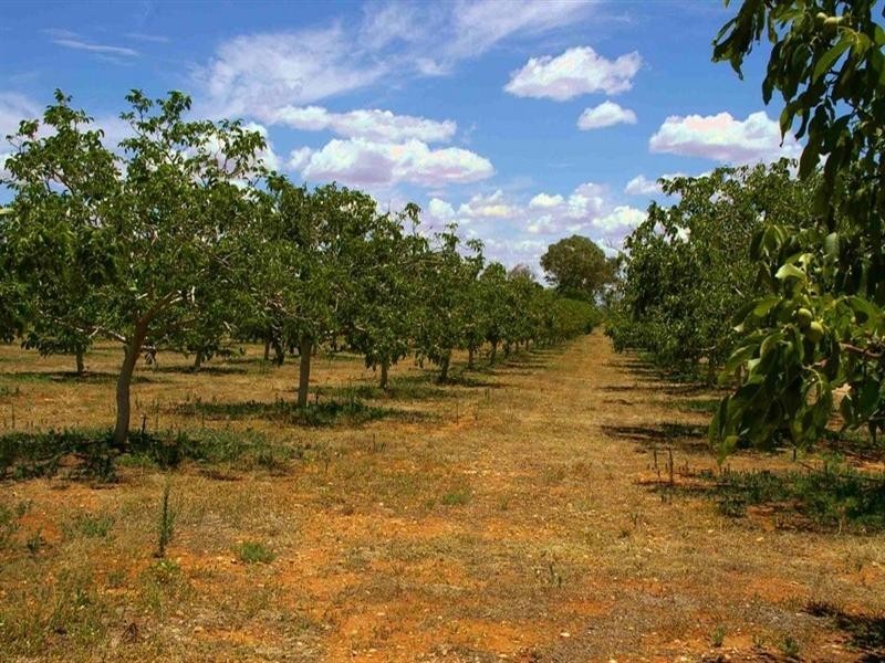 Lot/6 Murtho Road, Paringa SA 5340