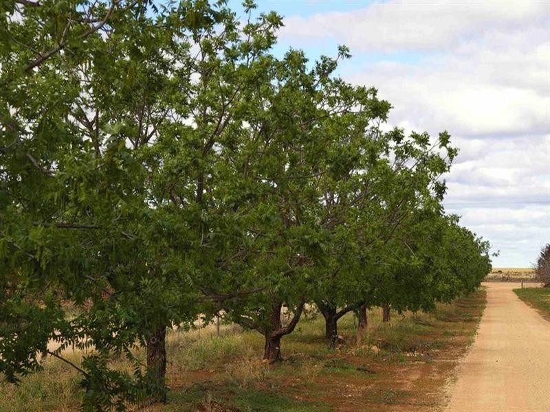 Lot/6 Murtho Road, Paringa SA 5340