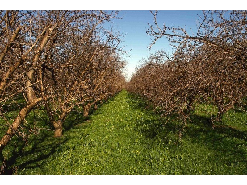 Lots/91,92,93,95 Barwon Street, Renmark SA 5341