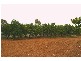Lot/45 Chowilla Street, Renmark SA 5341