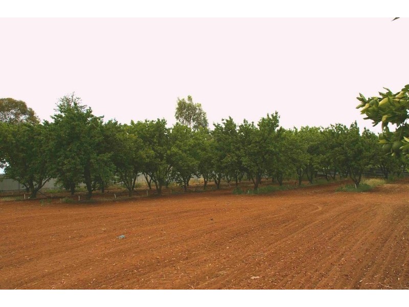 Lot/45 Chowilla Street, Renmark SA 5341