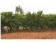 Lot/45 Chowilla Street, Renmark SA 5341