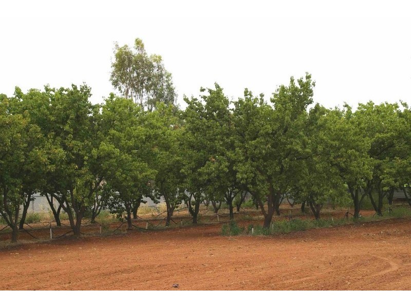 Lot/45 Chowilla Street, Renmark SA 5341