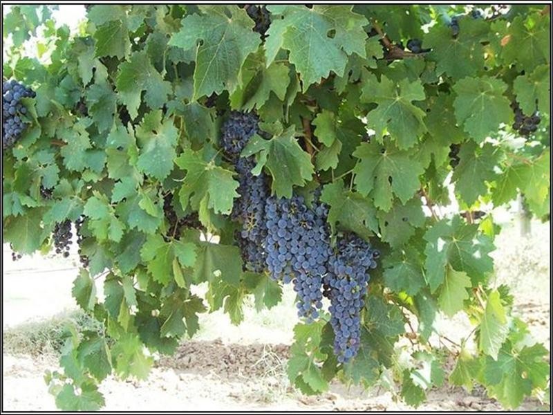 Lot/6 Renmark Avenue, Renmark SA 5341