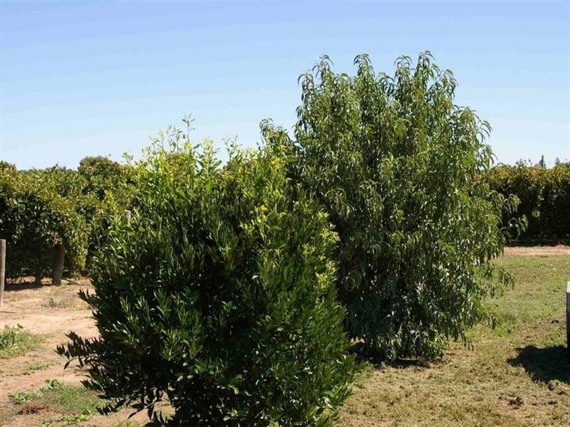 Sec/102 Warrego Street, Renmark SA 5341