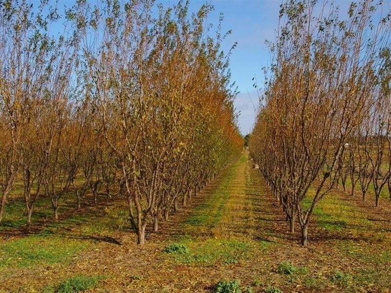 Lot/25 Kulkyne Street, Renmark SA 5341