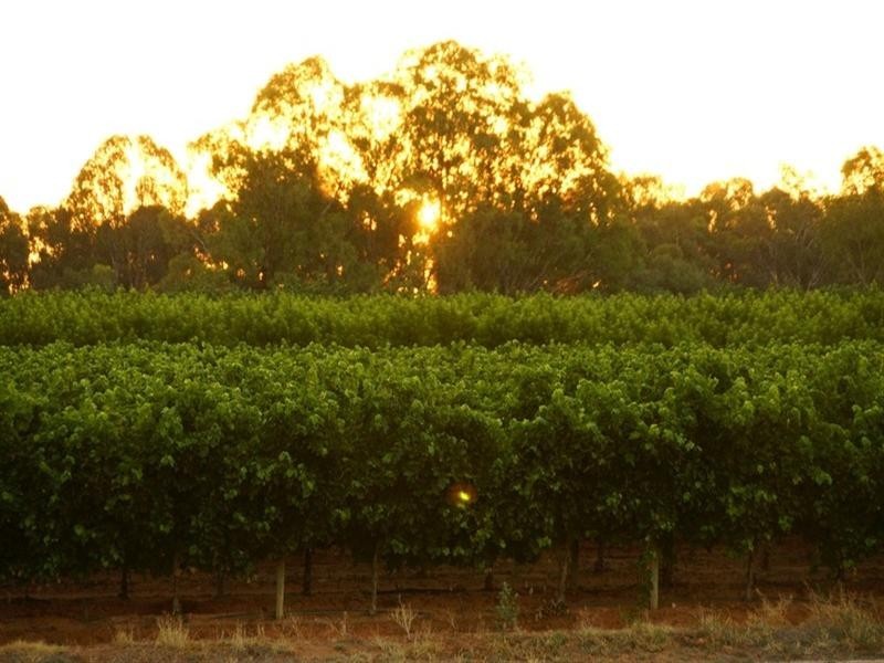 112 Townsend Street, Renmark SA 5341