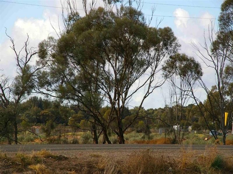 207 Ral Ral Avenue, Renmark SA 5341