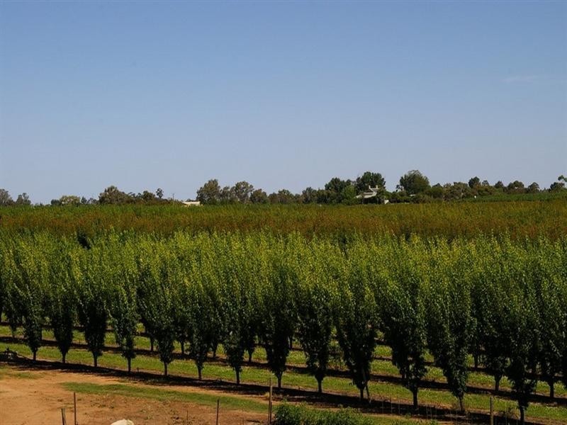 Lot/53 Tarcoola Street, Renmark SA 5341