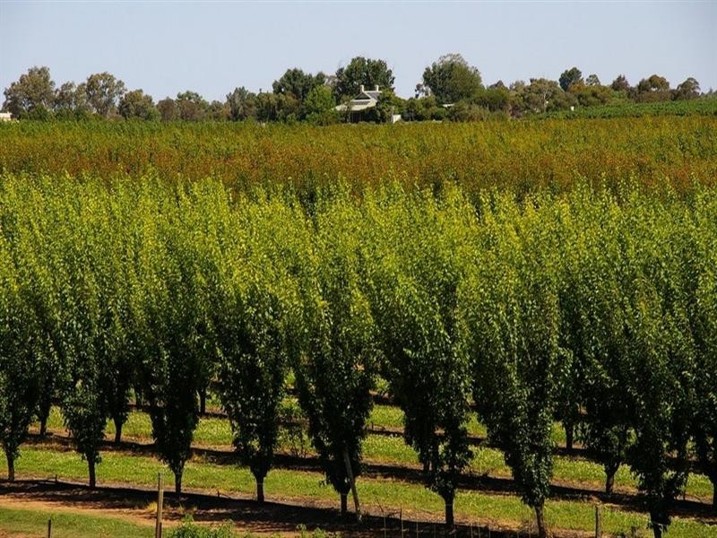 Lot/53 Tarcoola Street, Renmark SA 5341