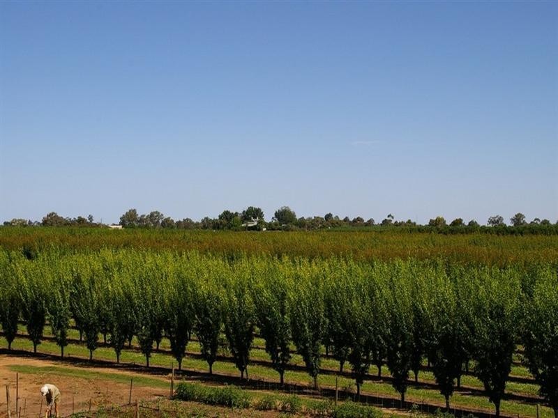 Lot/53 Tarcoola Street, Renmark SA 5341