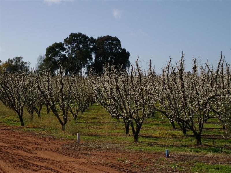 Lot/53 Tarcoola Street, Renmark SA 5341