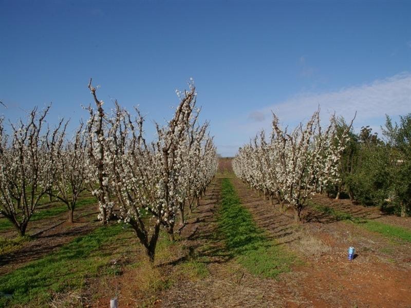 Lot/53 Tarcoola Street, Renmark SA 5341