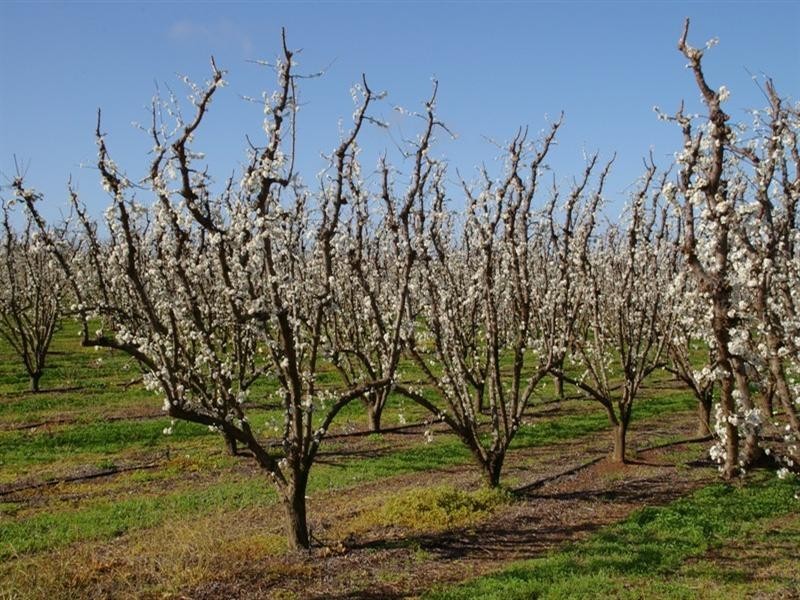 Lot/53 Tarcoola Street, Renmark SA 5341