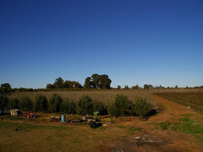 Lot/53 Tarcoola Street, Renmark SA 5341