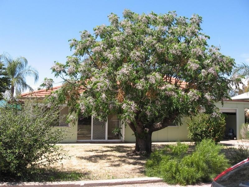 129 Thurk Street, Renmark SA 5341