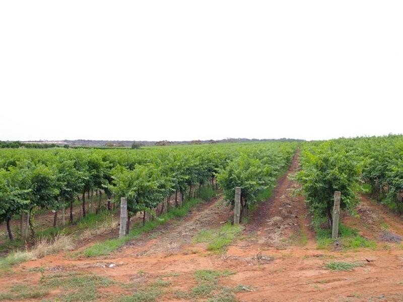 LOT 28 Chowilla Street, Renmark SA 5341