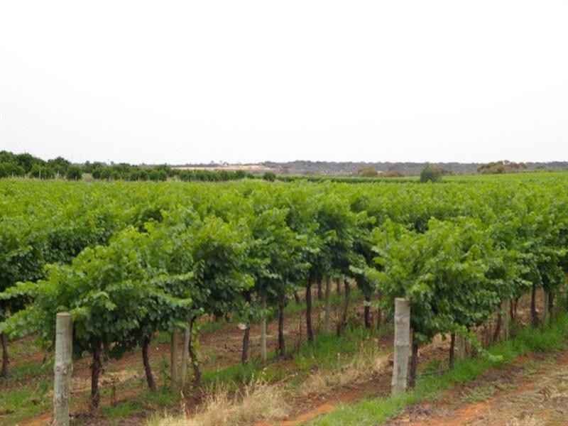 LOT 28 Chowilla Street, Renmark SA 5341