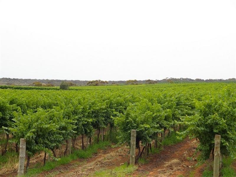 LOT 28 Chowilla Street, Renmark SA 5341