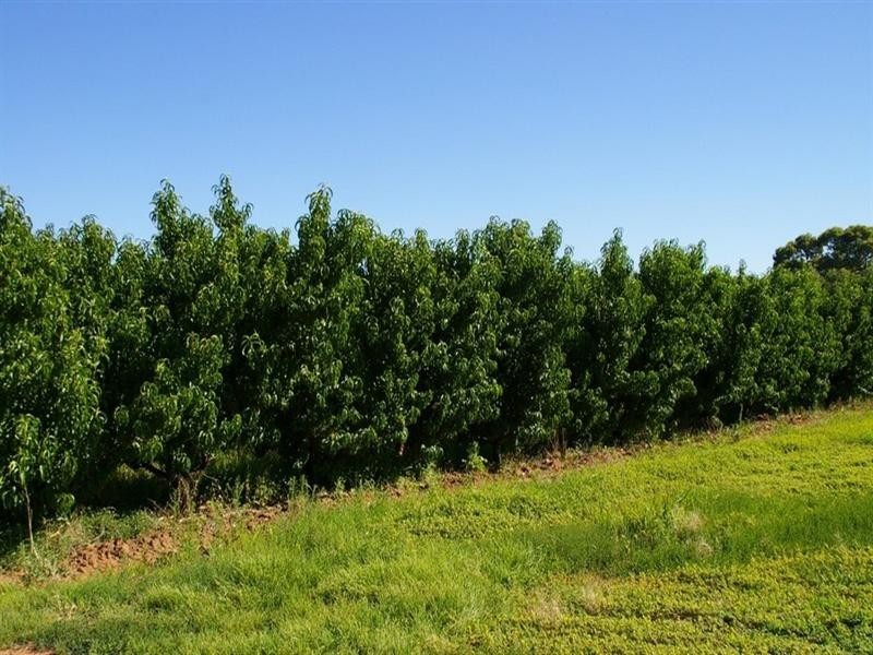 Lot/4 Barwon Street, Renmark SA 5341