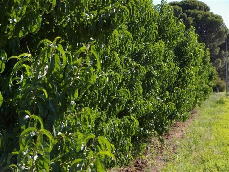 Lot/4 Barwon Street, Renmark SA 5341