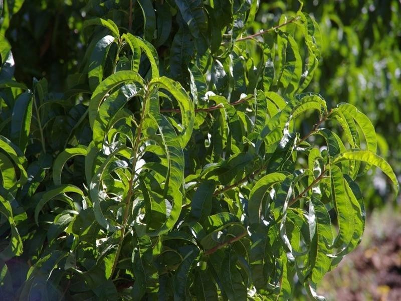 Lot/4 Barwon Street, Renmark SA 5341