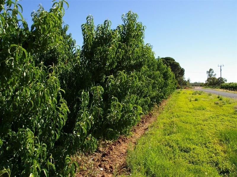 Lot/4 Barwon Street, Renmark SA 5341