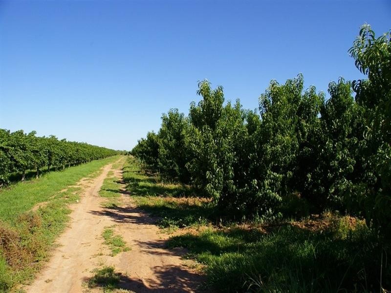 Lot/4 Barwon Street, Renmark SA 5341