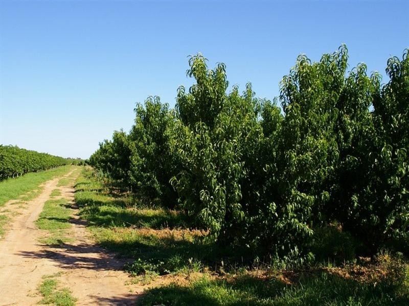 Lot/4 Barwon Street, Renmark SA 5341