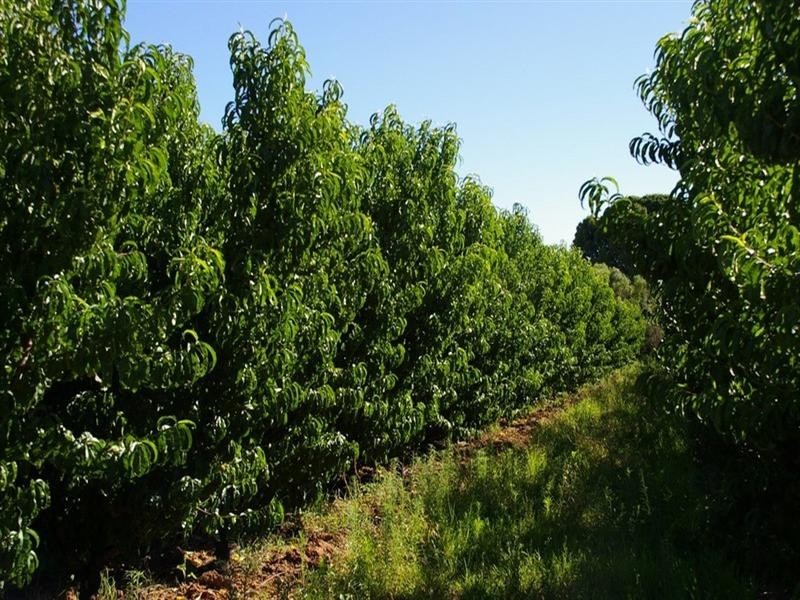 Lot/4 Barwon Street, Renmark SA 5341