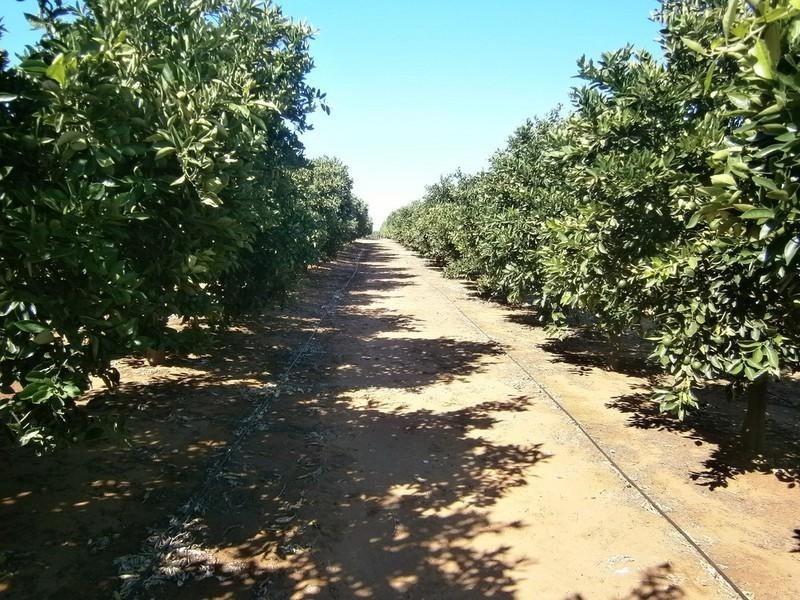 942 Thiele Road, Barmera SA 5345