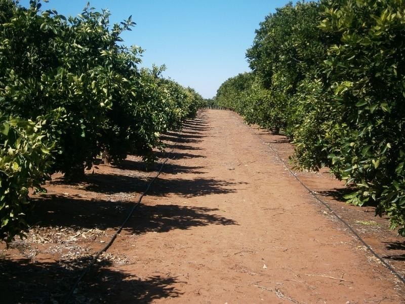 942 Thiele Road, Barmera SA 5345