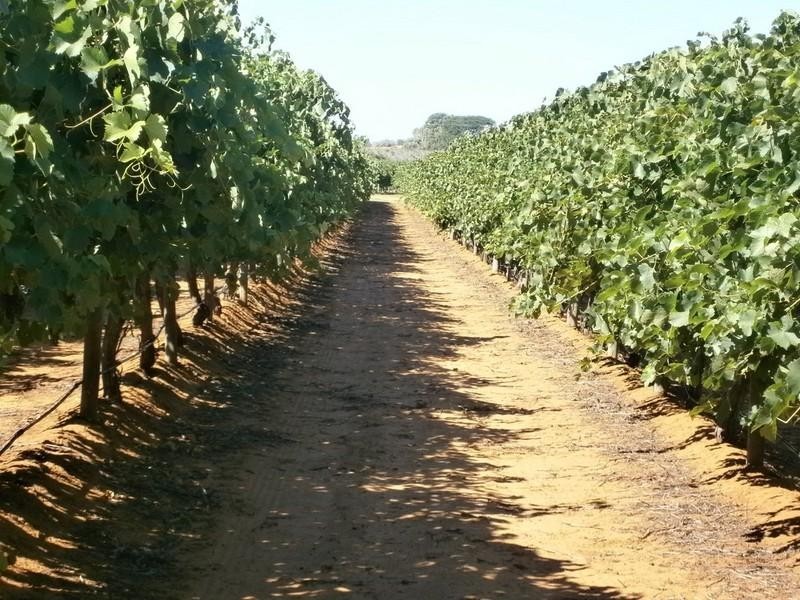 942 Thiele Road, Barmera SA 5345