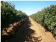 942 Thiele Road, Barmera SA 5345