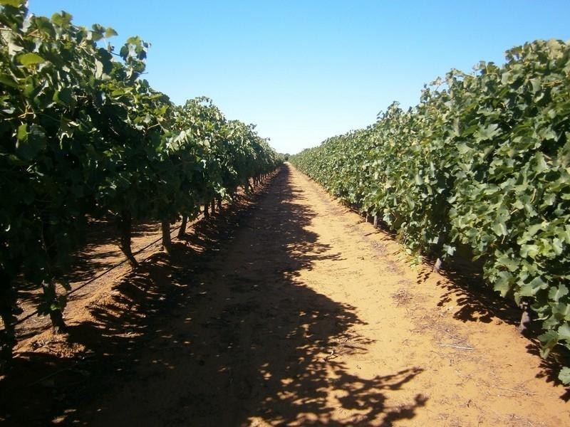 942 Thiele Road, Barmera SA 5345