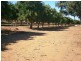 942 Thiele Road, Barmera SA 5345