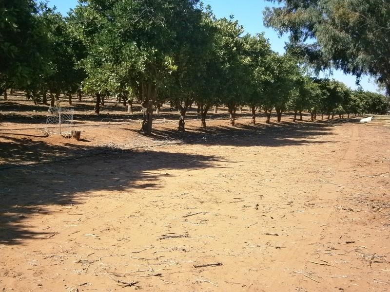 942 Thiele Road, Barmera SA 5345