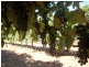 942 Thiele Road, Barmera SA 5345