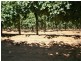 942 Thiele Road, Barmera SA 5345