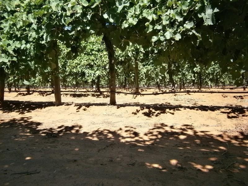 942 Thiele Road, Barmera SA 5345