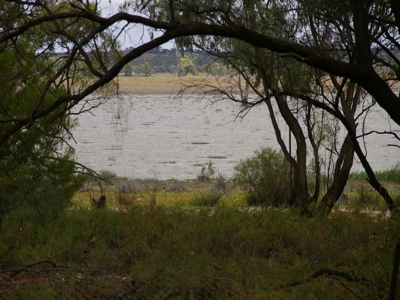 942 Thiele Road, Barmera SA 5345