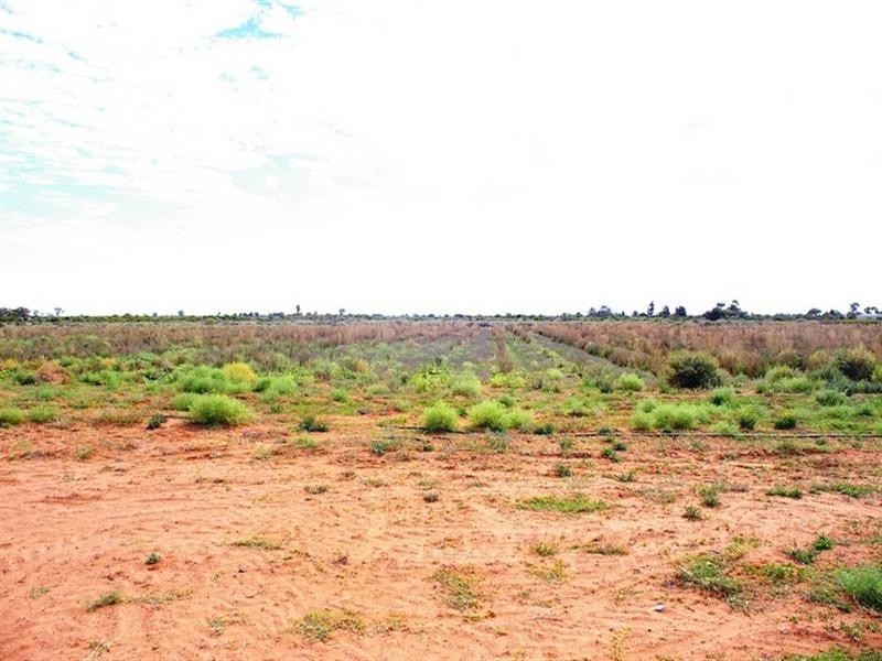 LOT 45 Ibis Road, Renmark SA 5341
