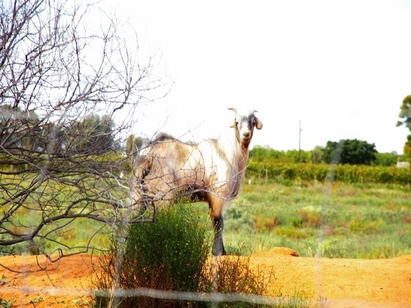 LOT 45 Ibis Road, Renmark SA 5341