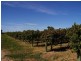 LOT 2 Twentythird Street, Renmark SA 5341