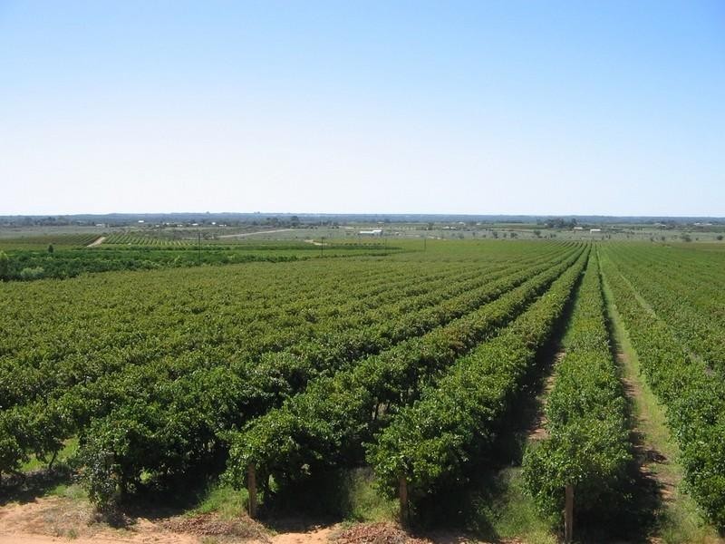 126 Cooltong Avenue, Renmark SA 5341