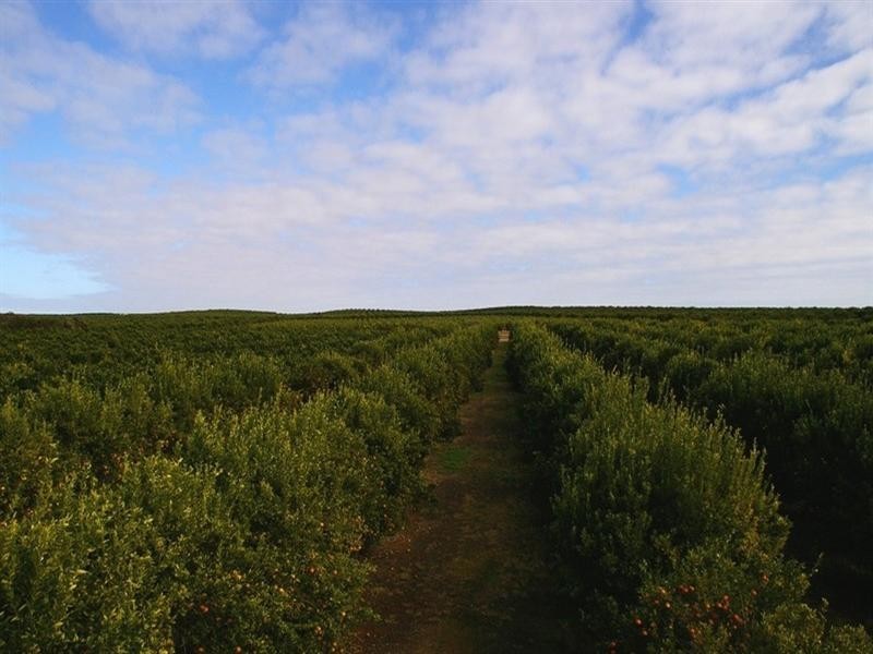 524 Government Road, Renmark SA 5341