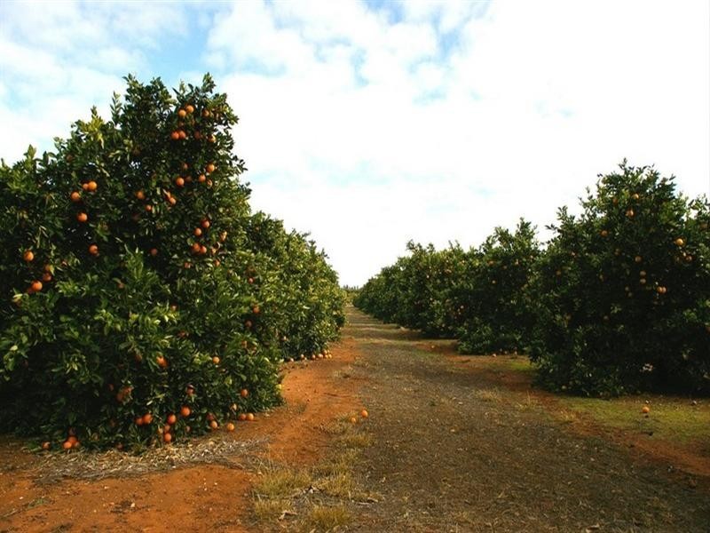 524 Government Road, Renmark SA 5341