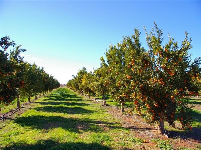 405 Cooltong Avenue, Renmark SA 5341