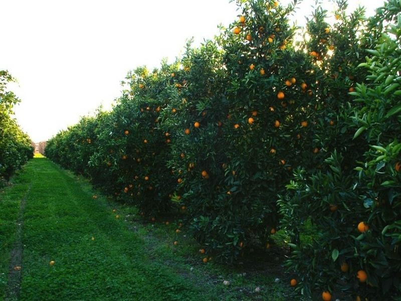 405 Cooltong Avenue, Renmark SA 5341