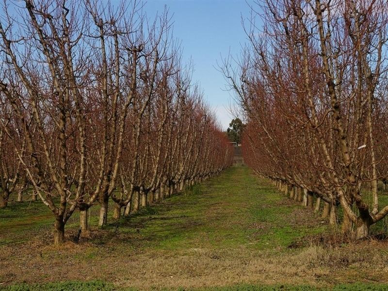 LOT 105 Humphries Avenue, Cooltong SA 5341